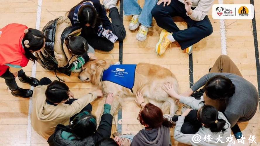 现实版“汪汪队立大功”！狗狗变身“疗愈师”，背后是一场14年的坚持